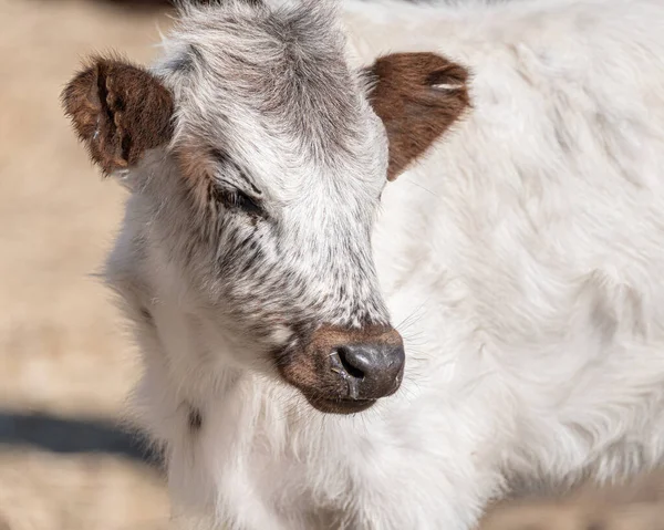 Portrait White Baby Cow Yearling Farm — Stock fotografie