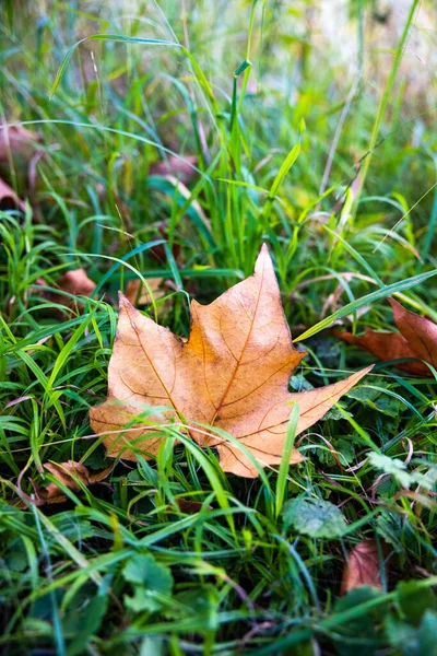 Sebuah Closeup Daun Musim Gugur Jatuh Tanah — Stok Foto