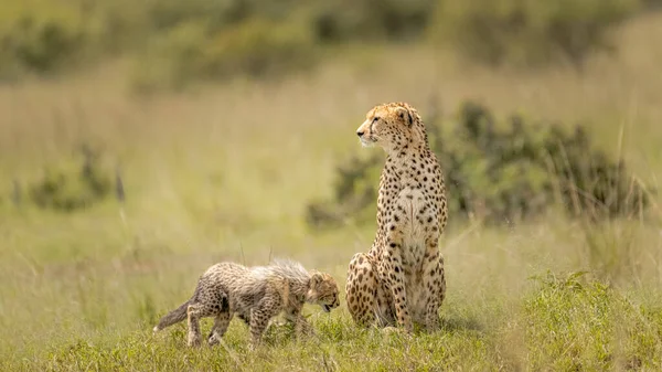 Female Cheetah Baby Cheetah Playing Field — Stock Photo, Image