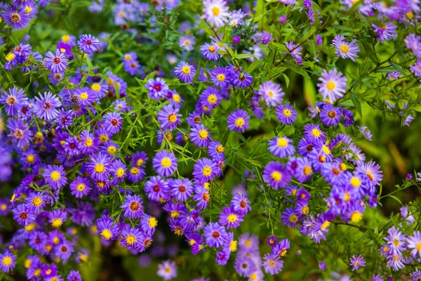 Piękny Strzał Purpurowych Krzewów Aster Kwiaty Ogrodzie — Zdjęcie stockowe