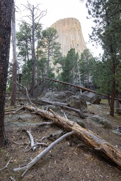 Vertikální Záběr Lesů Národního Památníku Devils Tower Wyomingu Usa — Stock fotografie