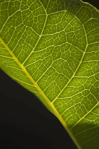 Een Verticaal Close Shot Van Een Groen Blad — Stockfoto