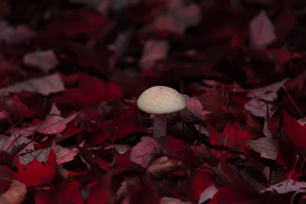 Close Cogumelo Branco Com Folhas Vermelhas Johnsbury Folhagem Outono Amanita — Fotografia de Stock