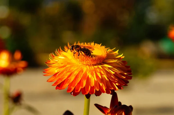 Abeja Miel Una Fresa Primer Plano Con Bokeh Hermosa Naranja —  Fotos de Stock