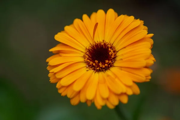 Macro Shot Beautiful Orange Daisy Flower Outdoors — стоковое фото