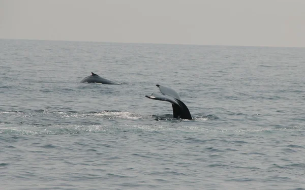 Ein Malerischer Blick Auf Delfine Die Ozean Schwimmen — Stockfoto