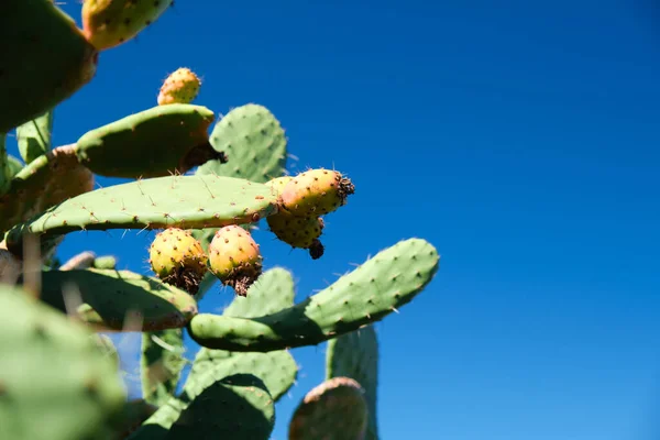 Fruit and and cactus of a prickly pear, opuntia on the Canary Islands. Selective focus close up.