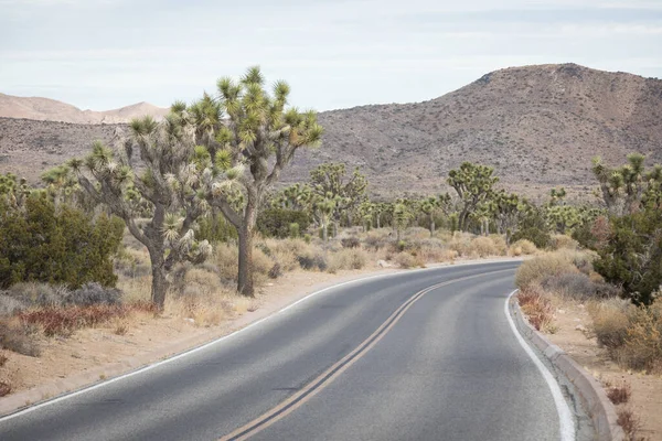 Krzywa Droga Otoczona Drzewami Wzgórzami Parku Narodowym Joshua Tree Kalifornia — Zdjęcie stockowe