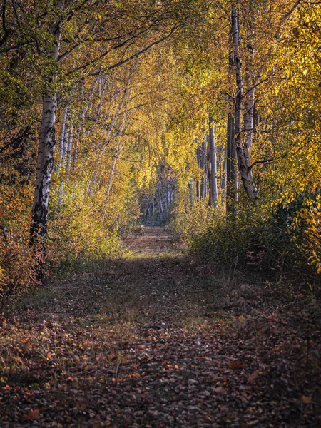 Caminho Floresta Outono Outubro Dourado — Fotografia de Stock