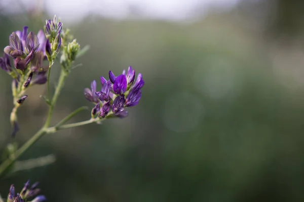 Selective Focus Shot Purple Lucerne Wildflower Meadow — Photo