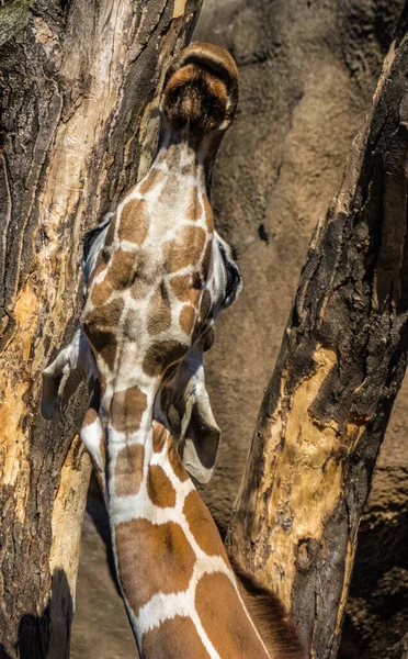 Plan Vertical Une Girafe Dans Parc Zoologique Philadelphie — Photo