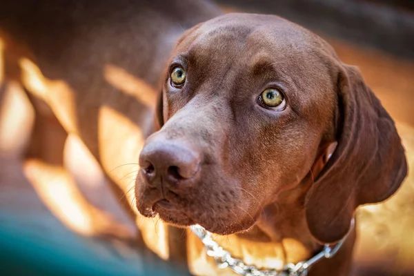 愛らしい茶色のラブラドールの検索犬屋外 — ストック写真