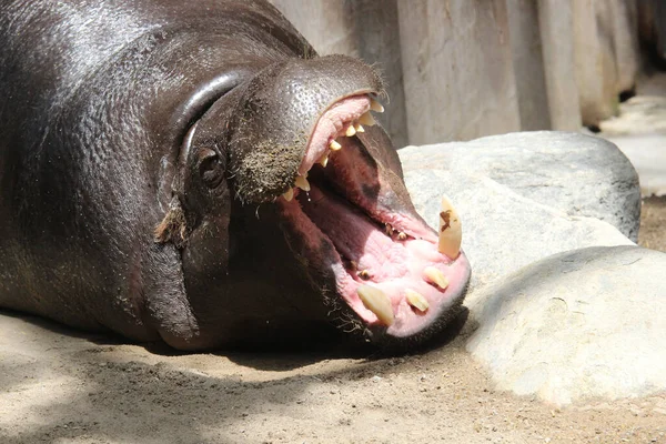 Een Close Shot Van Een Hippopotamus Met Een Open Mond — Stockfoto