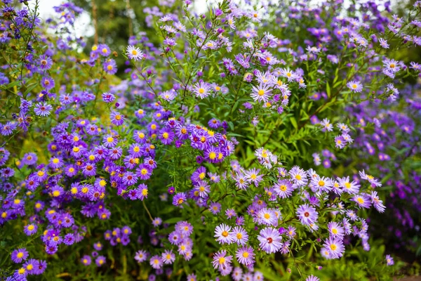 Piękny Strzał Purpurowych Krzewów Aster Kwiaty Ogrodzie — Zdjęcie stockowe