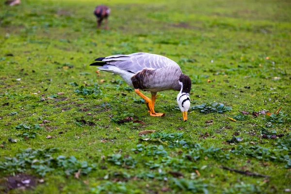 在绿地上在模糊的背景下觅食的山鹅 — 图库照片