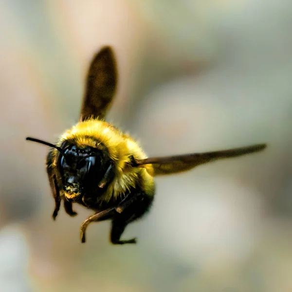 Soft Focus Fuzzy Bee Flight Blurry Background Morris Arboretum — Φωτογραφία Αρχείου