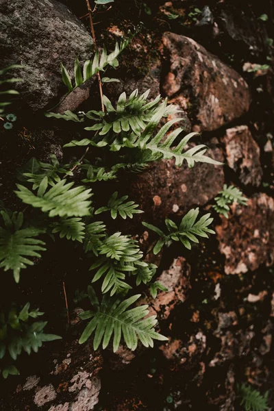 Крупный План Зеленых Листьев Темном Лесу — стоковое фото