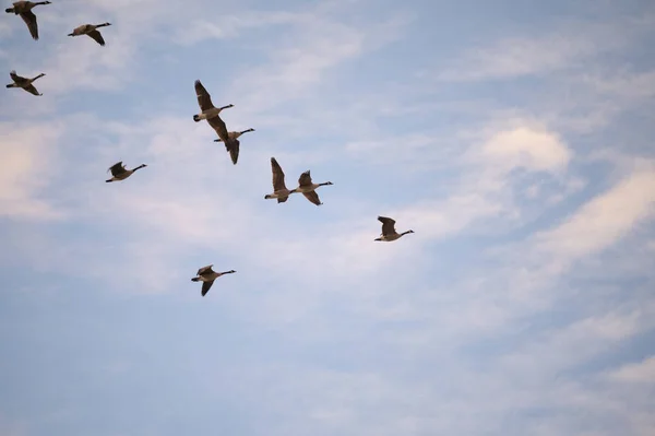 Flock Wild Geese Flight — 图库照片