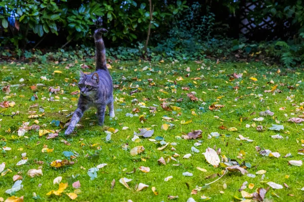 Sonbahar Yaprakları Dökülmüş Çimenlikte Sevimli Bir Kedi — Stok fotoğraf