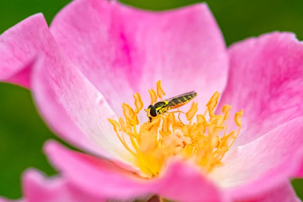 Hoverfly Beautiful Insect Eating Nectar Pink Rose — Stockfoto