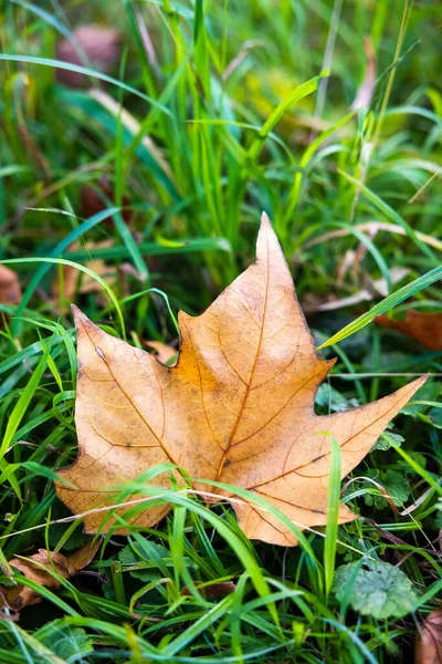 Gros Plan Une Feuille Automne Tombée Sur Sol — Photo