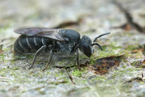 一般的な黒いカッコウの蜂のクローズアップ 木の一部に座って庭のスチールの略 — ストック写真