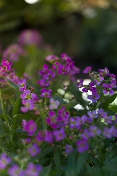 Vertical Closeup Shot Blooming Purple Alyssum Flowers — Foto Stock