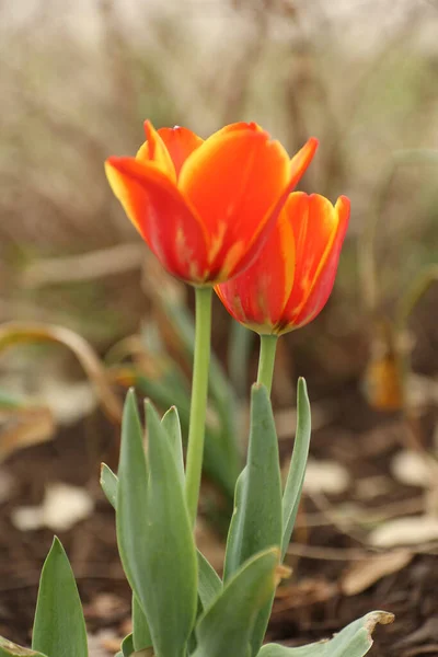 Une Belle Photo Tulipes Rouges Dans Jardin Botanique — Photo