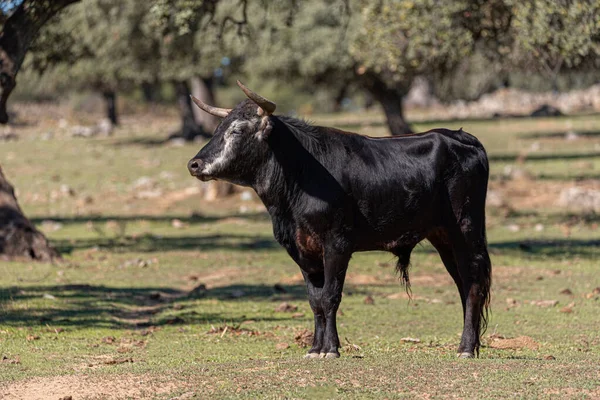 Bull Black Coat White Spot His Face Posing Countryside — Zdjęcie stockowe