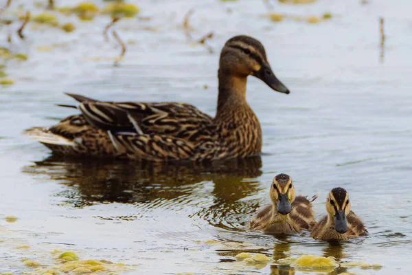 Mother Duck Her Ducklings Pond — Fotografia de Stock