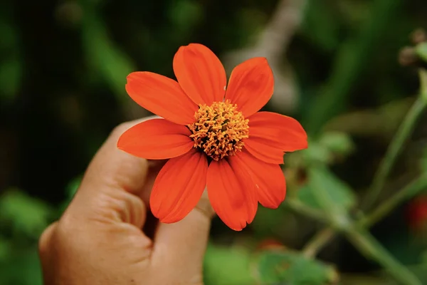 Tiro Close Uma Mão Segurando Uma Flor Tithonia — Fotografia de Stock