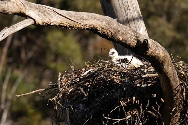 白腹海鹰的孵化器一只白腹海鹰的孵化器栖息在阳光下森林里的鸟巢上 — 图库照片