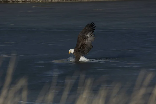 Bald Eagle Landing Pond Water Sunny Day Boulder Colorado — Stockfoto