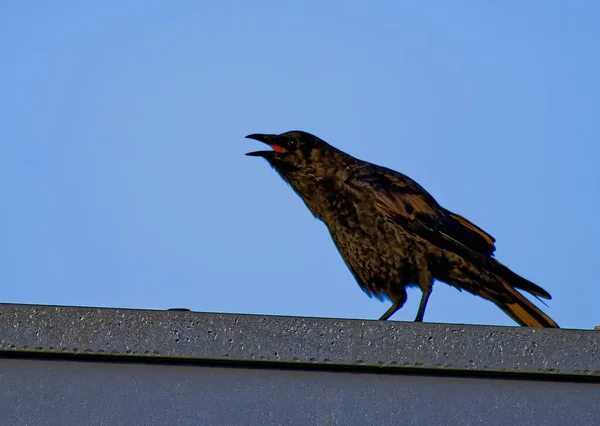 一只尖叫的黑色乌鸦在一根棒子上拍的特写镜头 — 图库照片