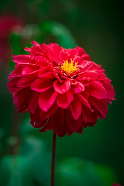 Verti Macro Shot Beautiful Red Dahlia Flower Outdoors — Zdjęcie stockowe