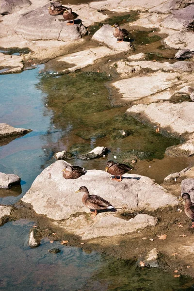 Grupo Patinhos Nas Pedras Perto Rio Turim Itália — Fotografia de Stock