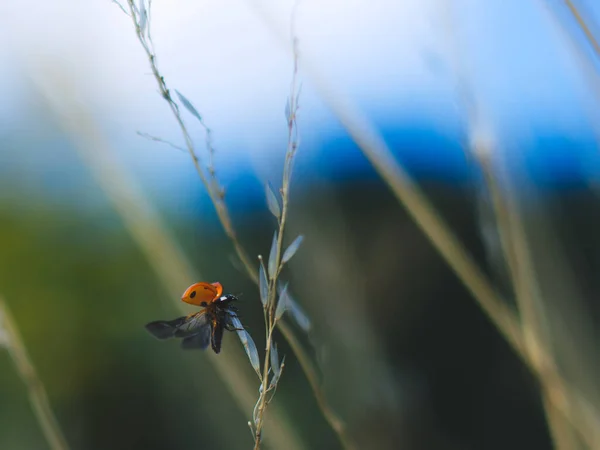 Selektivní Záběr Berušky Jak Letí Trávy — Stock fotografie