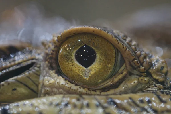 Macro Shot Crocodile Eye — Fotografia de Stock