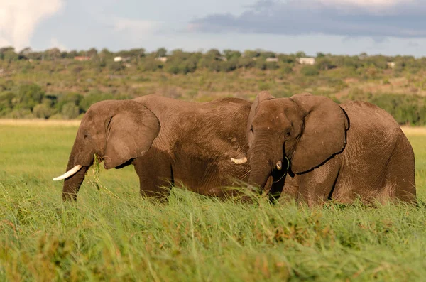 Scenic View Elephants Walking Together Field — Photo