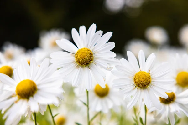 Närbild Bild Bild Vackra Kamomillblommor Blommar Botanisk Trädgård — Stockfoto