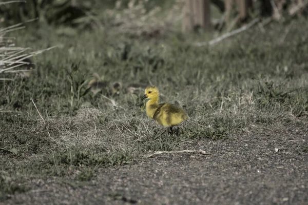 Closeup Shot Canadian Goose Baby Alone Field — ストック写真