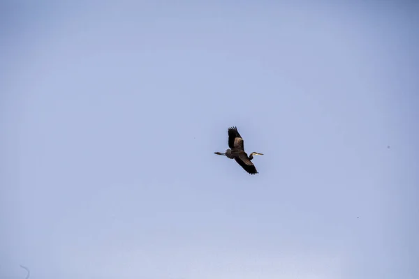 United States Jan 1970 Low Angle Shot Blue Heron Flying — Stok fotoğraf