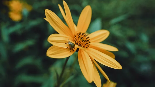 亮黄色花瓣上的虫子 — 图库照片