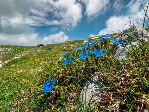 Monte Baldo Paisaje Flores Silvestres Durante Verano —  Fotos de Stock