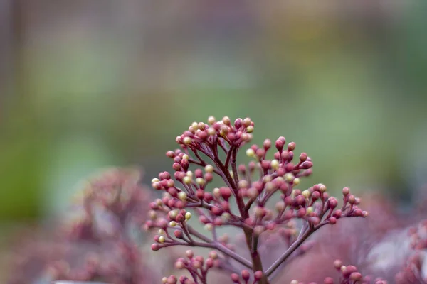 Eine Schöne Aufnahme Einer Blume Einem Botanischen Garten — Stockfoto