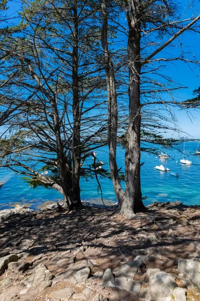 ブルターニュ モルビア湾のイルオモインズ島 夏の美しい風景 根を持つ大きな松の木 — ストック写真