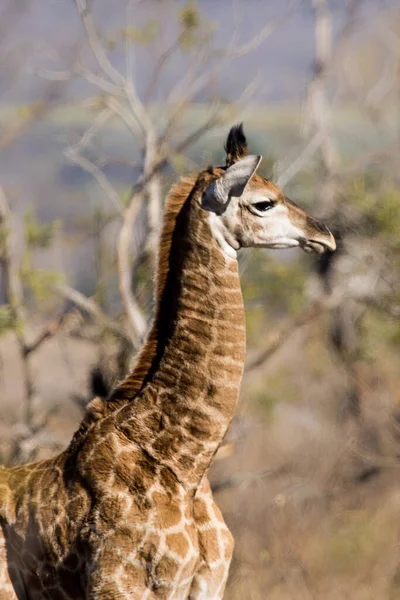 Вертикальный Крупный План Жирафа Захваченного Вокруг Южной Африки — стоковое фото