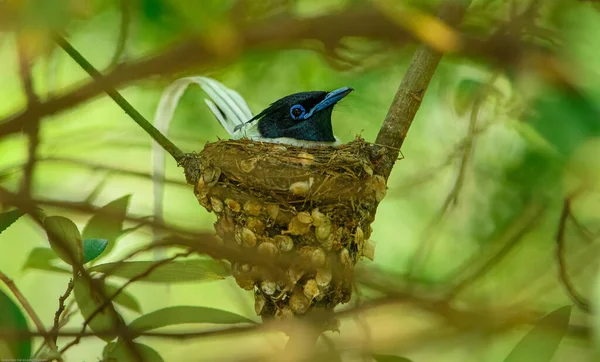 Een Close Shot Van Een Indian Paradise Flycatcher Het Nest — Stockfoto