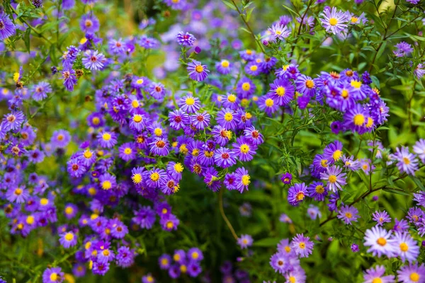Piękny Strzał Purpurowych Krzewów Aster Kwiaty Ogrodzie — Zdjęcie stockowe