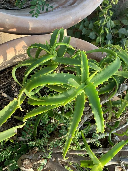 Primo Piano Verticale Piante Aloe Candelabri Verdi — Foto Stock